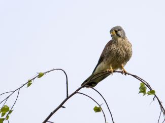 Male Kestrel