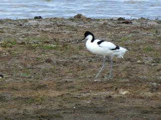 Avocet