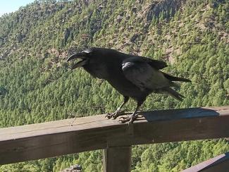 Raven