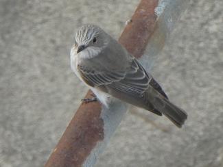 Spotted Flycatcher