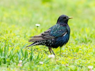 Starling in summer plumage