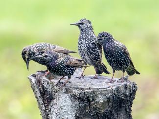 Starlings in winter plumage