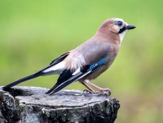 Jay