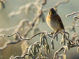 Brambling