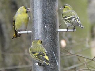 Siskin