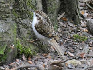 Treecreeper