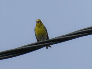 Serin