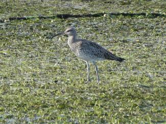 Whimbrel