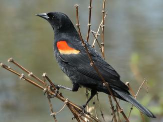 Image from Wikipedia