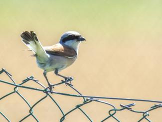 Red backed Shrike