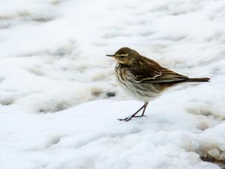 Meadow Pipit in the snow