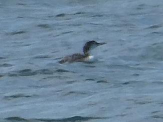 Great Northern Diver (Common Loon)