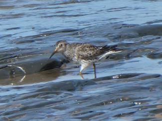 Sandpiper, Purple