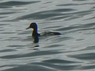 Greater Scaup