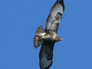 Buzzard