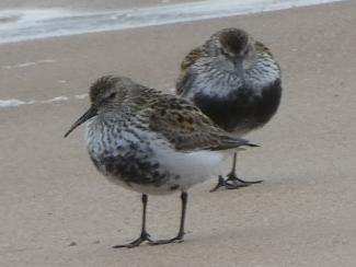 Dunlin