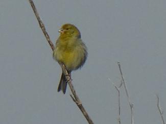 Canary