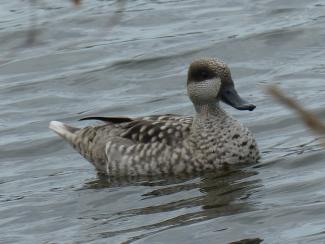 Marbled Duck