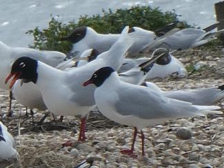 Gull, Mediterranean