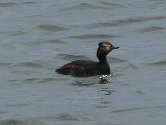 Grebe, Black-necked