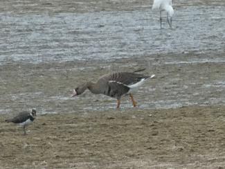 Goose, White Fronted
