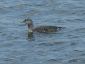 Diver, Red throated