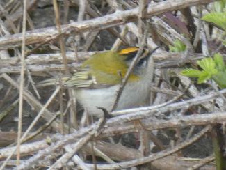 Firecrest