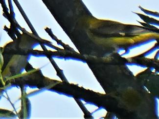 Oriole, Golden
