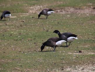 Brent Geese