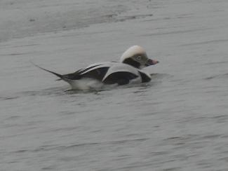 Duck, Long Tailed