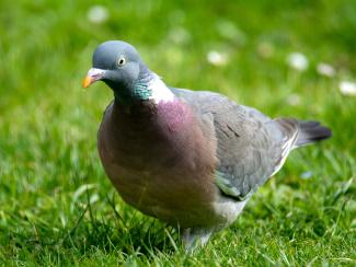 Wood pigeon