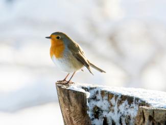 Robin 