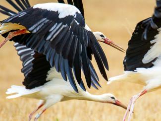 White stork
