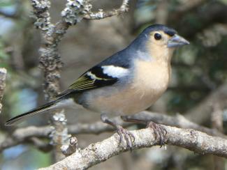 Chaffinch, Tenerife