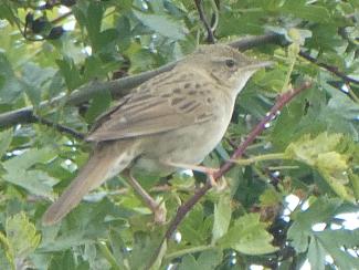 Warbler, Grasshopper