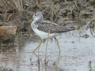 Greenshank