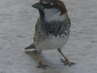 Sparrow, Spanish male