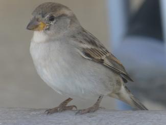 Sparrow, Spanish female