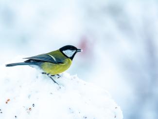 Snowy Great Tit