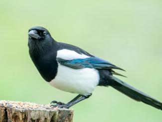 Magpie