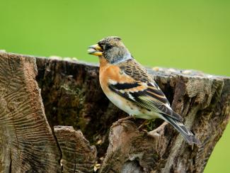 Brambling