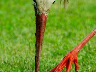 White Stork admiring its fingernails