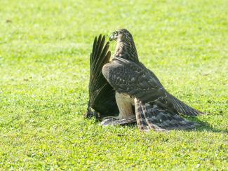 Buzzard catching a crow
