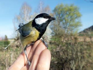 Great Tit feeding from my hand