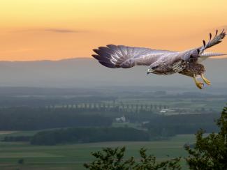 Sunset Buzzard