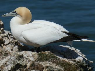 Gannet