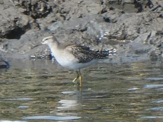 SAndpiper, Wood