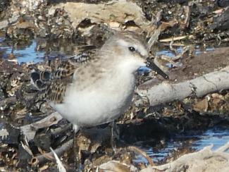 Stint, Little