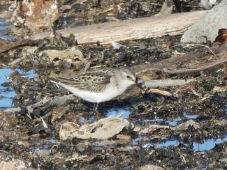 Stint, Little