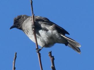 Bulbul, Common